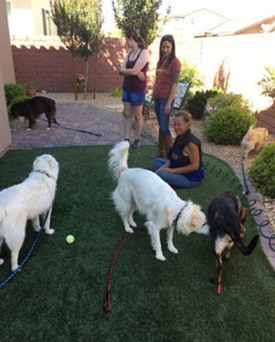 dog training in Las Vegas