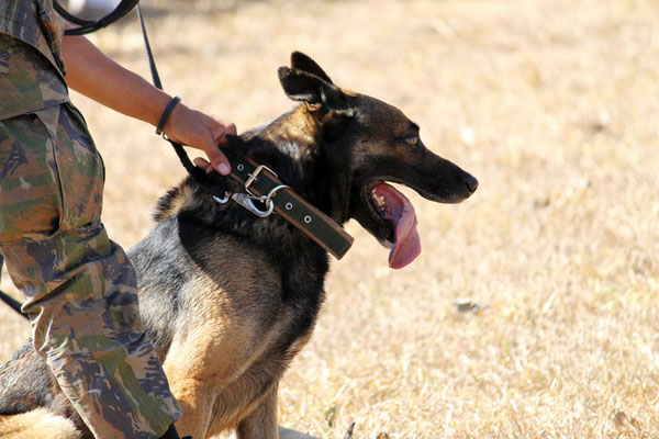 Schutzhund training in Las Vegas (IPO)
