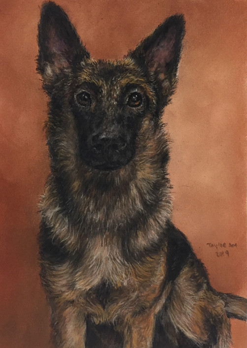 German Shepherd portrait - Custom pet art by Taylor Ann