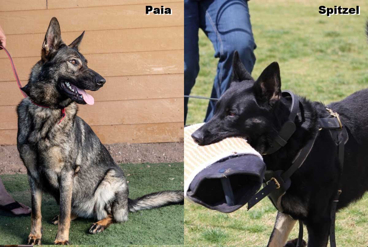 Paia & Spitzel parents - German Shepherds in Las Vegas